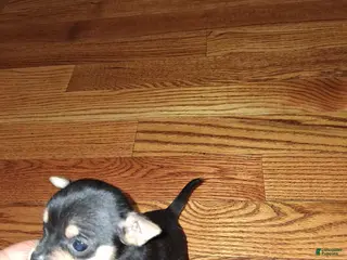 Chihuahua dogs Chihuahua Puppy 3 - Ad 40