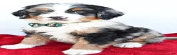 Mini Bernedoodle dogs for sale: Lucky - Ad 8