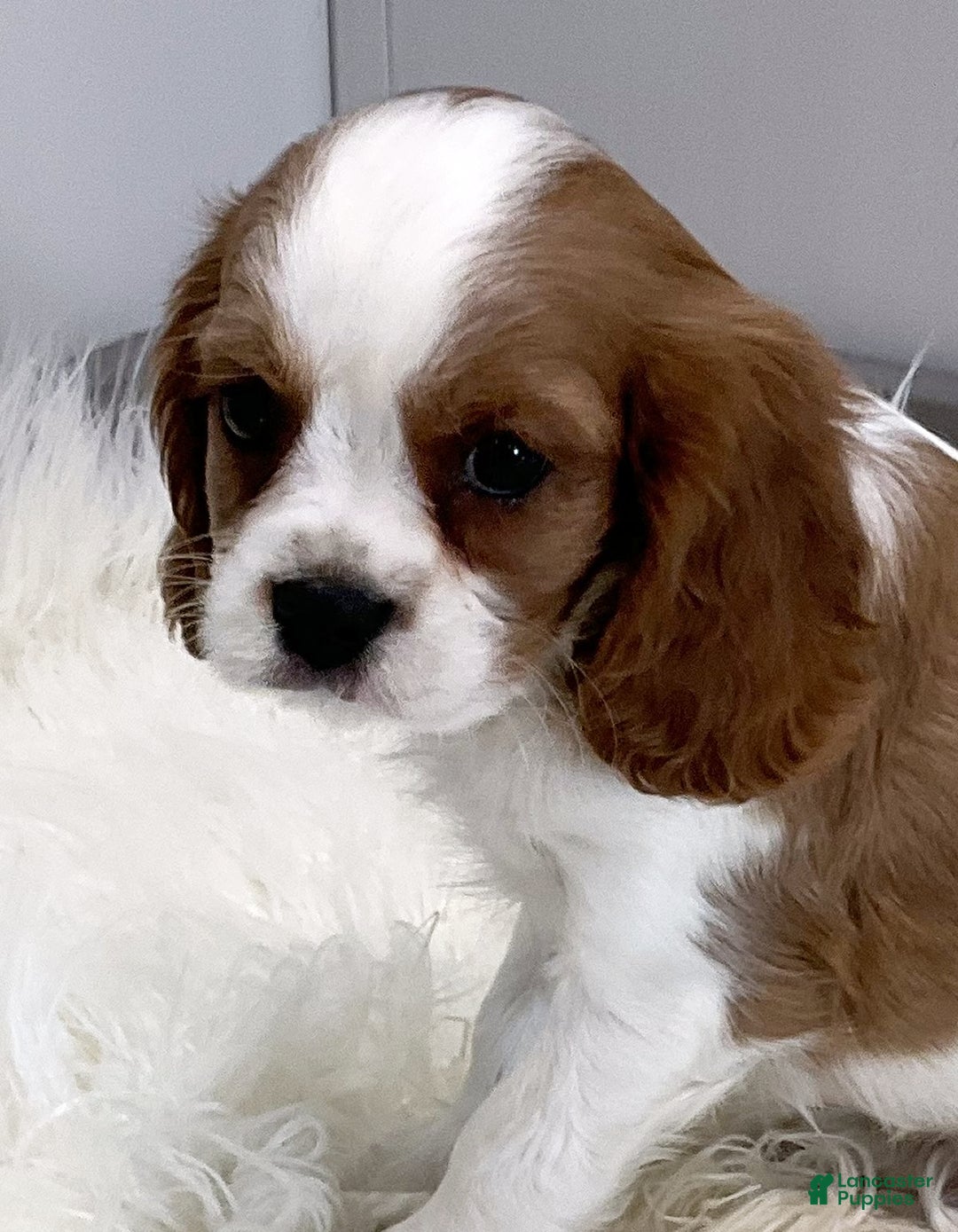 Cavalier King Charles Spaniel dogs for sale: Logan - Genetic Clear - Ad 5
