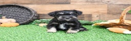 Miniature Schnauzer dogs for sale: Pablo - Ad 8