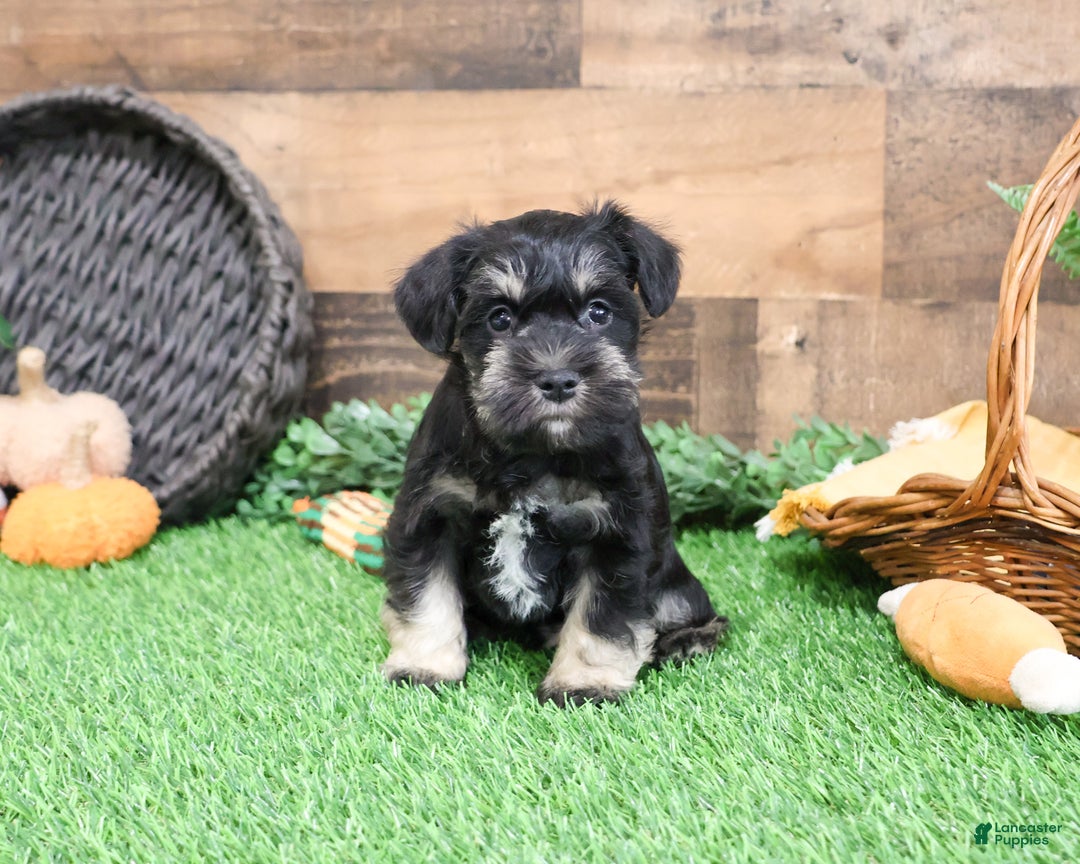 Miniature Schnauzer dogs for sale: Pablo - Ad 8