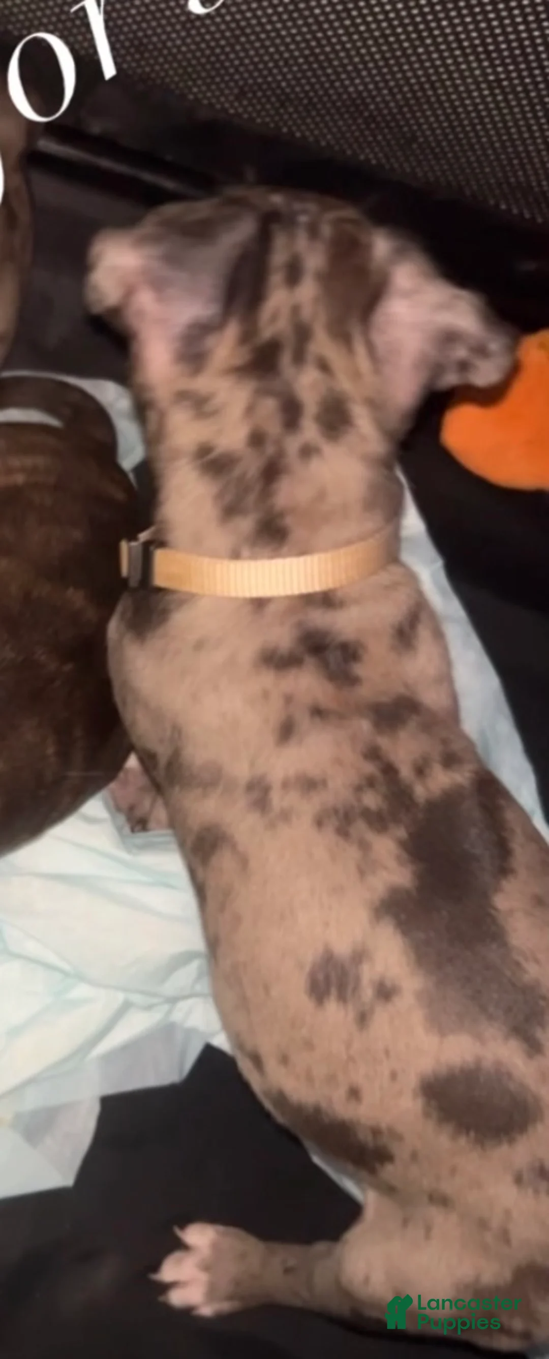 Mixed Breed dogs for sale: Mixed Breed Puppy 1 - Ad 2