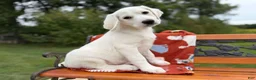 Mixed Breed dogs for sale: Frosty (Boy) - Ad 7
