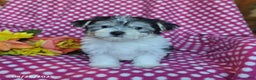 Morkie dogs for sale: Miles - Ad 8