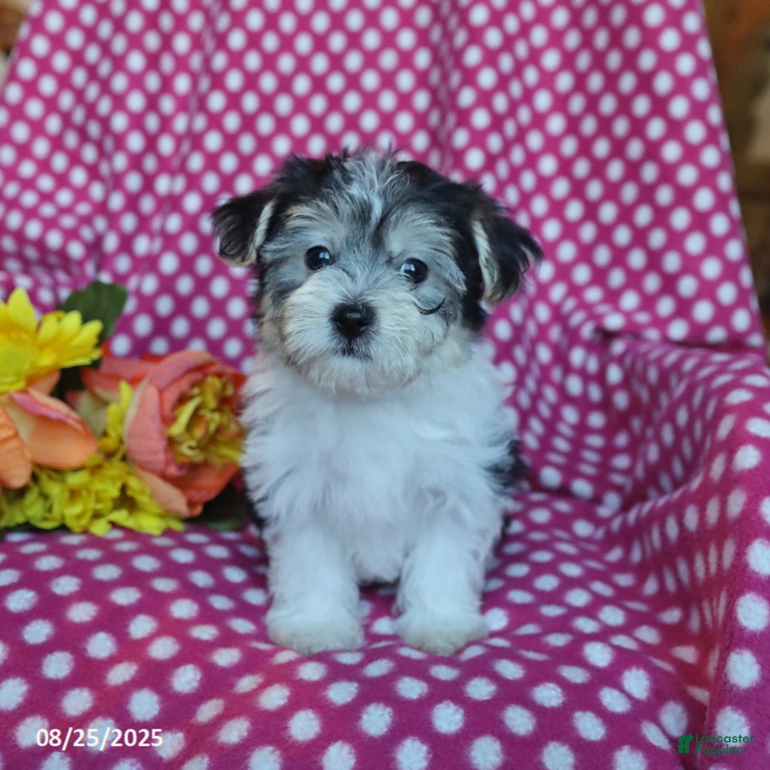 Morkie dogs for sale: Miles - Ad 8
