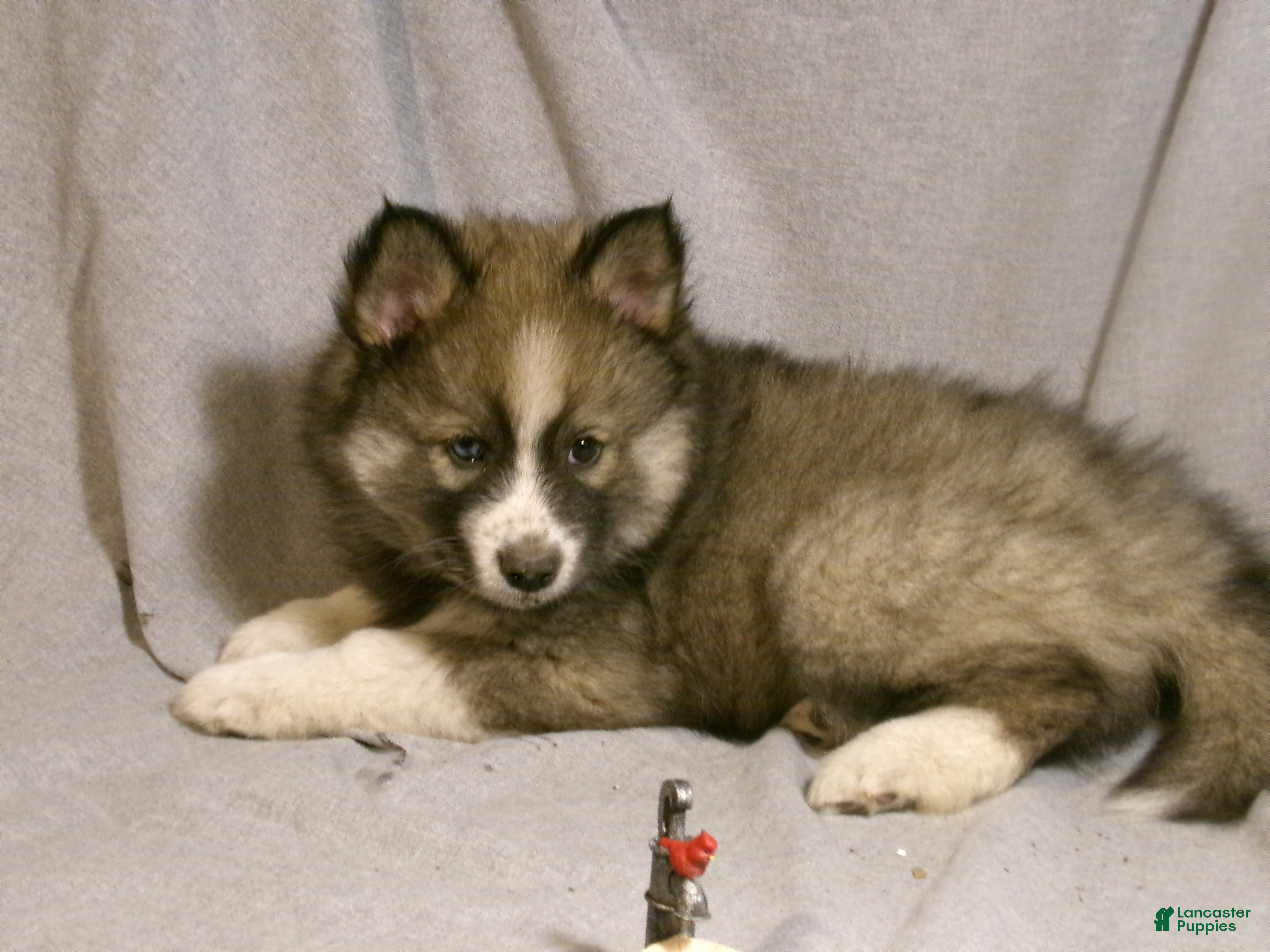 Pomsky dogs Max - Ad 1