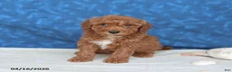 Goldendoodle dogs for sale: Captain - Ad 3