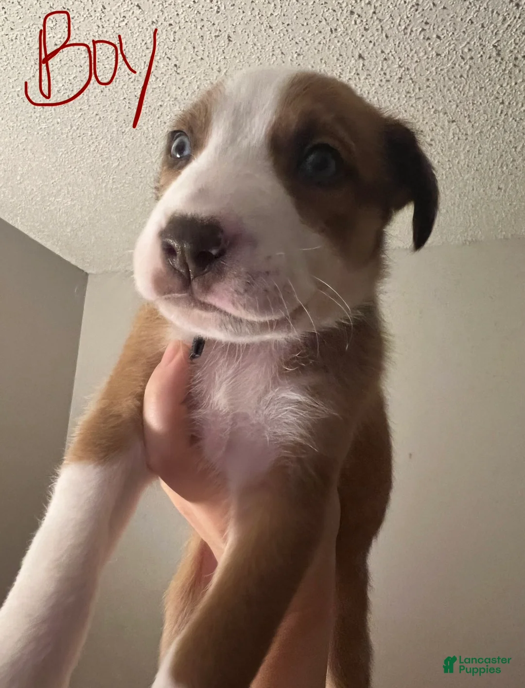 Mixed Breed dogs for sale: Odin - Ad 1