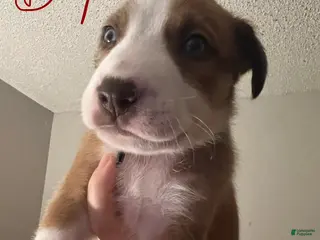 Mixed Breed dogs Odin - Ad 11