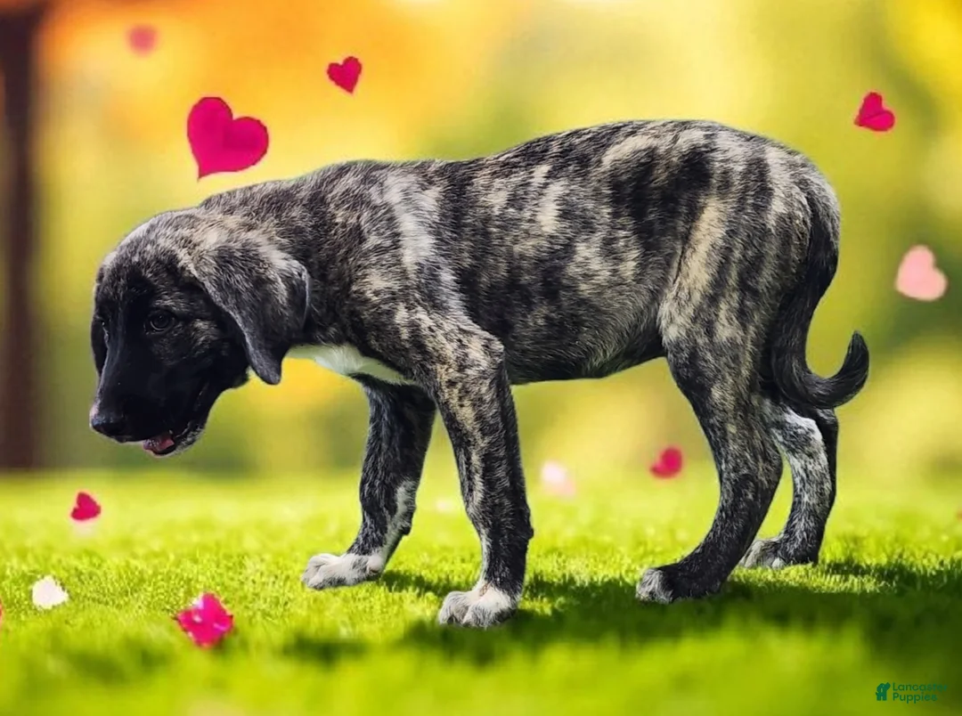 Anatolian Shepherd dogs for sale: Dusty 2026 Female 7 - Ad 1