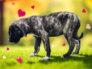 Anatolian Shepherd dogs Dusty 2026 Female 7 - Ad 9