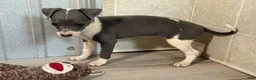 Italian Greyhound dogs for sale: Jessie - Ad 6
