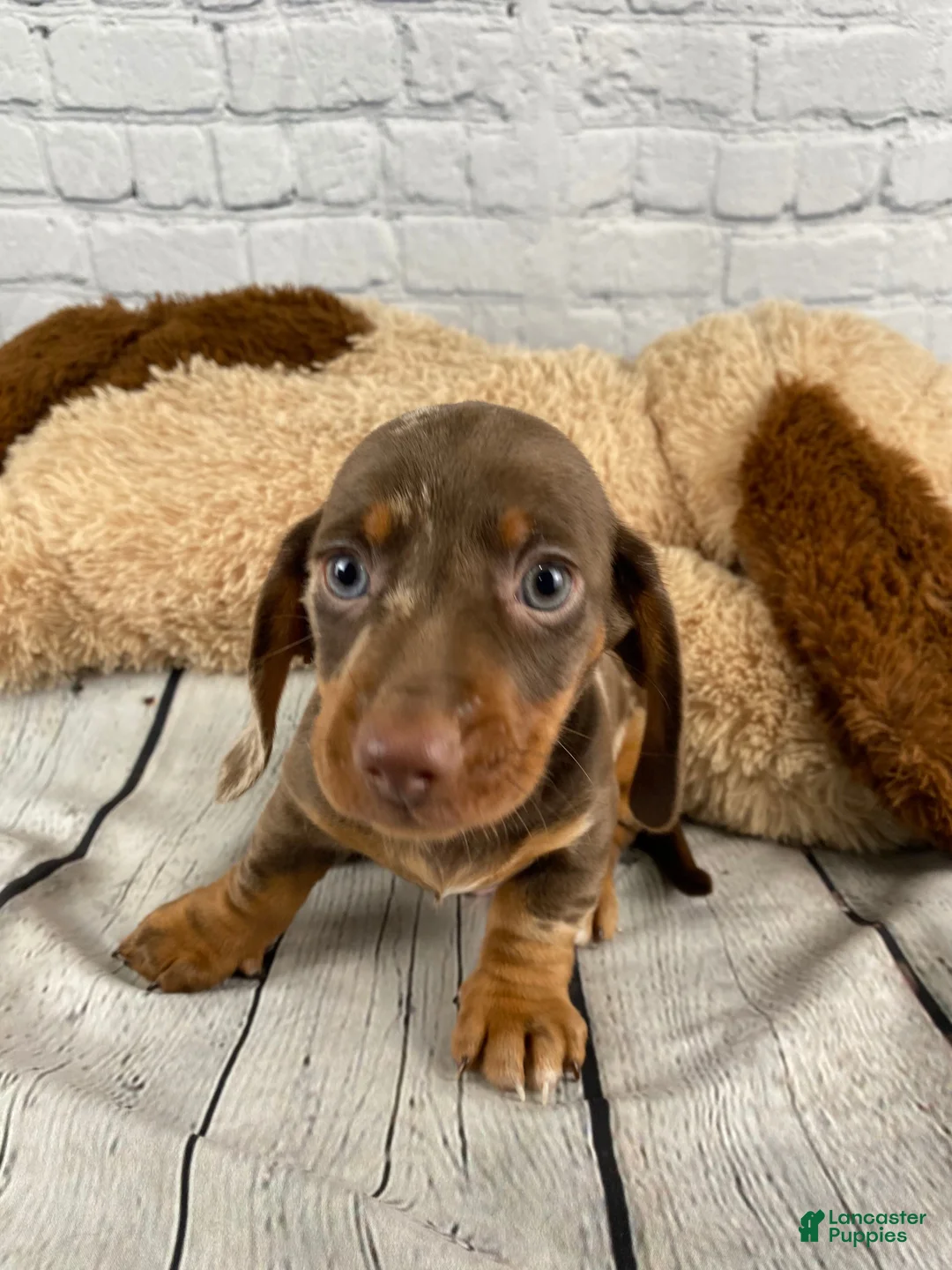 Miniature Dachshund dogs for sale: Tommy - Ad 16