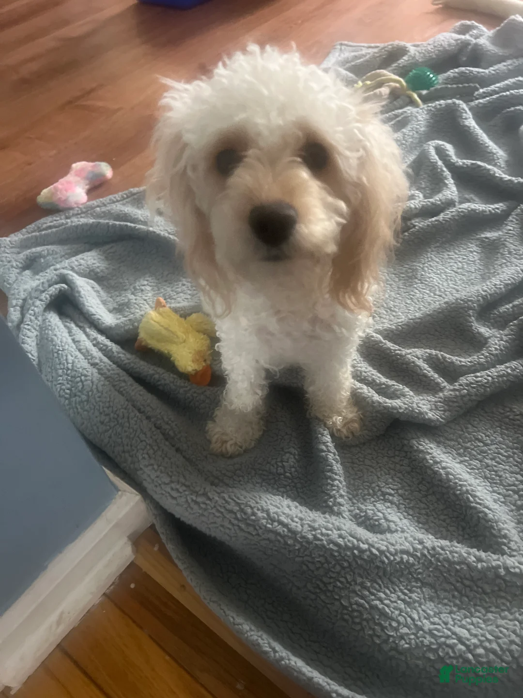 Mixed Breed dogs for sale: Violet - Ad 6