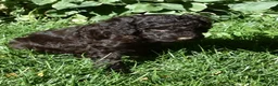 Standard Poodle dogs for sale: Standard Poodle 6 Dark Brown - Ad 3