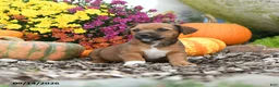 Mixed Breed dogs for sale: Dexter - Ad 2