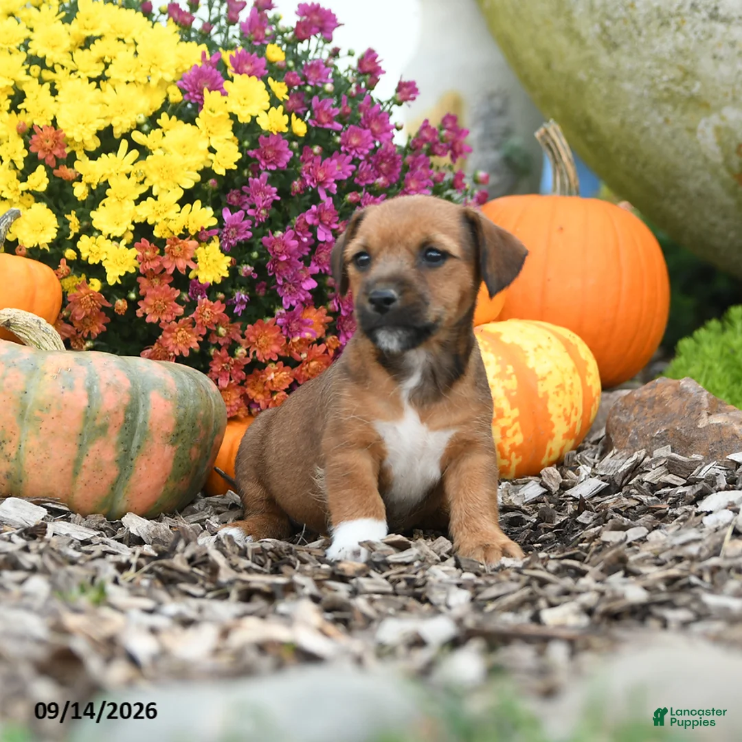 Mixed Breed dogs for sale: Dexter - Ad 2