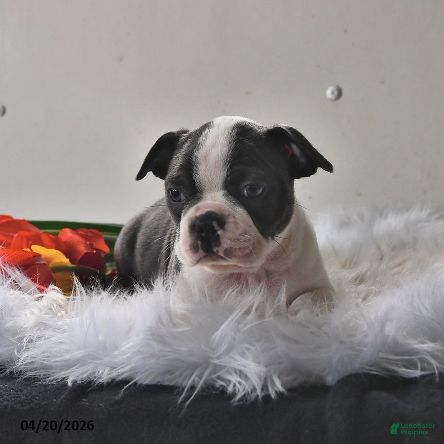 Boston Terrier dogs Winston - Ad 2