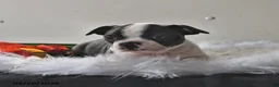 Boston Terrier dogs for sale: Winston - Ad 12