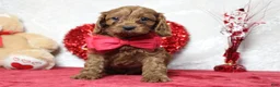 Cavapoo dogs for sale: Cinnamon  - Ad 5