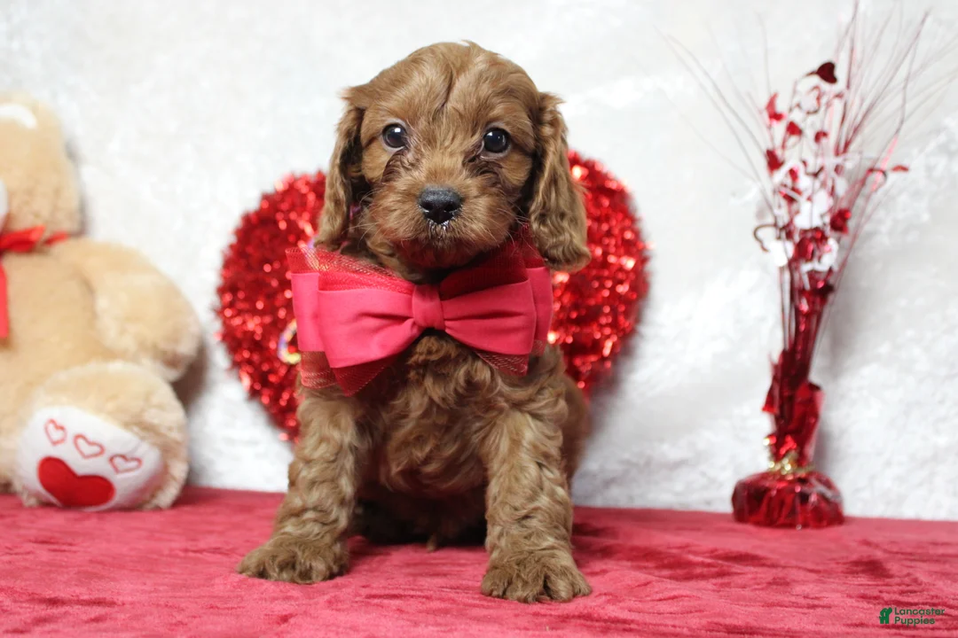 Cavapoo dogs for sale: Cinnamon  - Ad 5