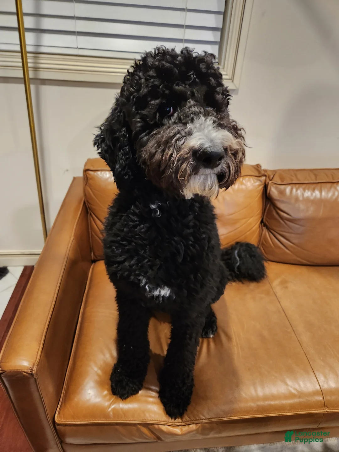 Mixed Breed dogs for sale: Cream - Ad 13