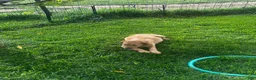 Mixed Breed dogs for sale: Golden Doodle - Ad 3