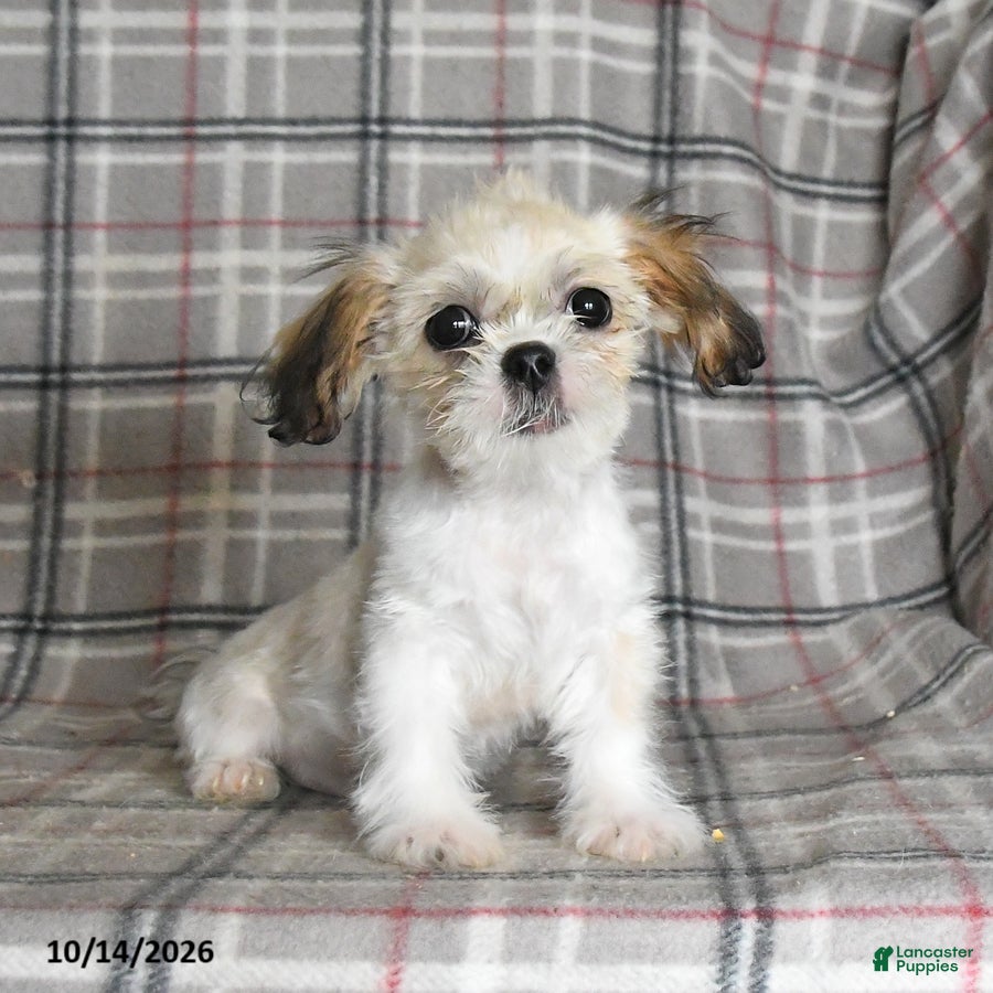 Shih Tzu dogs Lucy - Ad 1