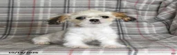 Shih Tzu dogs for sale: Lucy - Ad 1