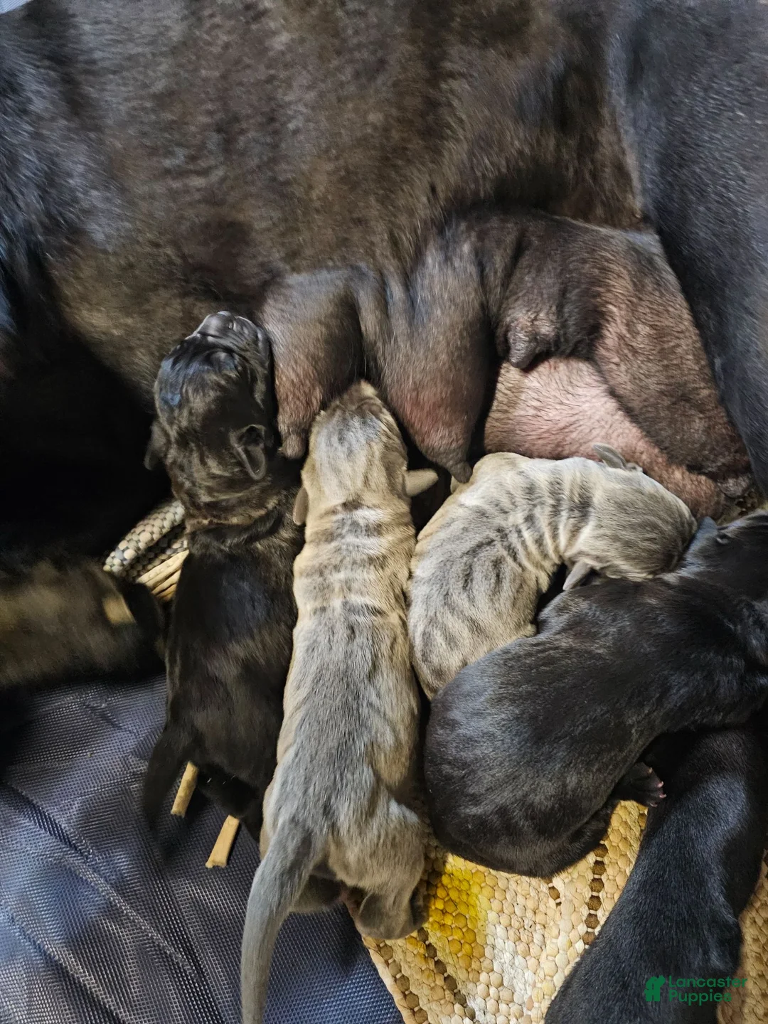 Cane Corso dogs for sale: Cane Corso 4 - Ad 4