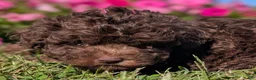 Toy Poodle dogs for sale: Kit Kat - Ad 6