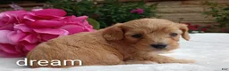 Cavapoo dogs for sale: Hadley - Ad 10