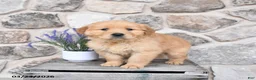 Golden Retriever dogs for sale: Dixie - Ad 1