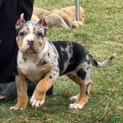 American Bully dogs Emmy - Ad 2