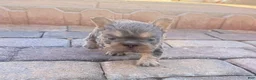 French Bulldog dogs for sale: Bluey - Ad 3
