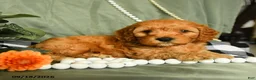 Cockapoo dogs for sale: Leif - Ad 3