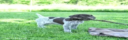 German Shorthaired Pointer dogs for sale: Rusty - Ad 5