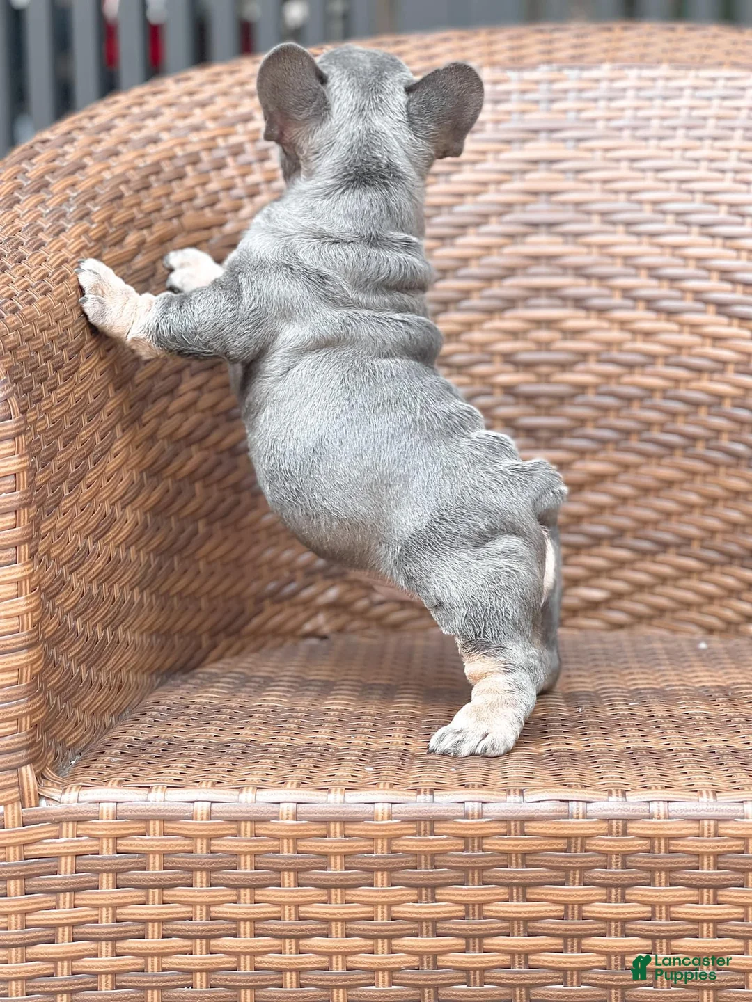 French Bulldog dogs for sale: Betsy Lilac Tan French Bulldog Puppy - Ad 3