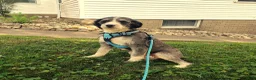 Mini Bernedoodle dogs for sale: BENTLEY - Ad 6