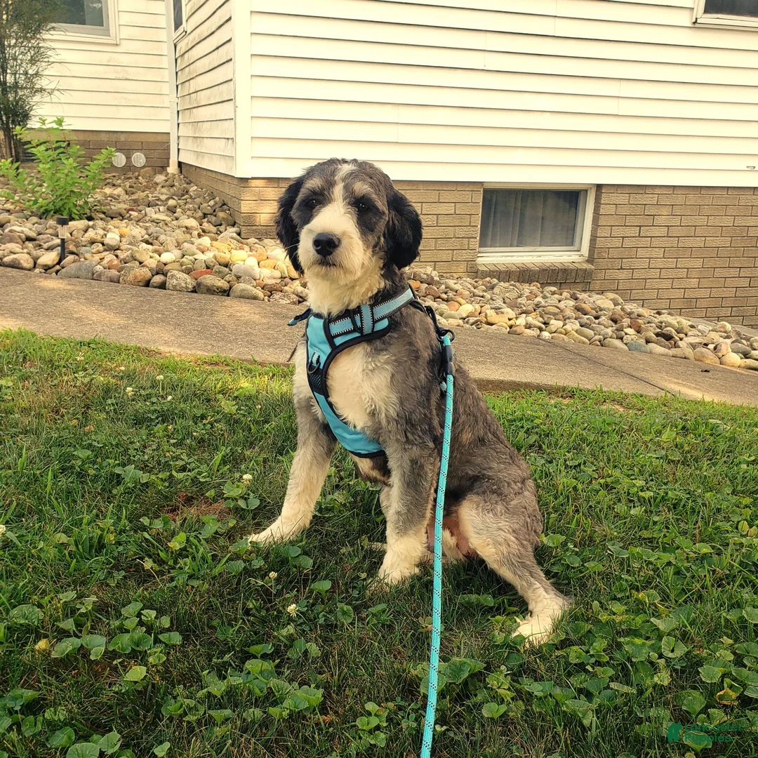 Mini Bernedoodle dogs for sale: BENTLEY - Ad 6