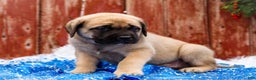 English Mastiff dogs for sale: Zeke - Ad 5
