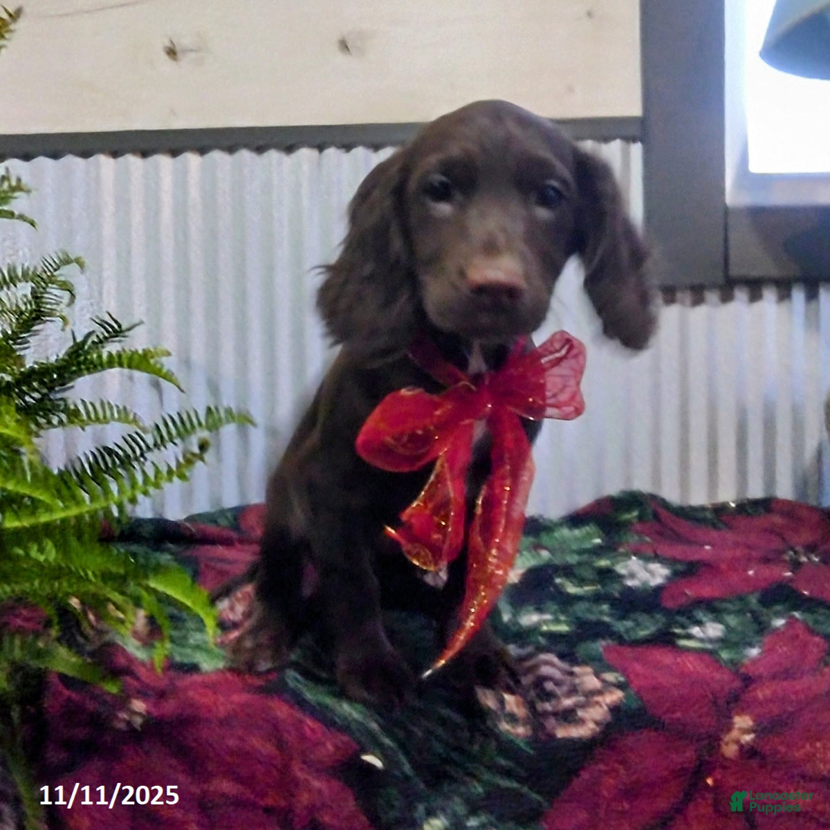 English Cocker Spaniel dogs Dorrie - Ad 13