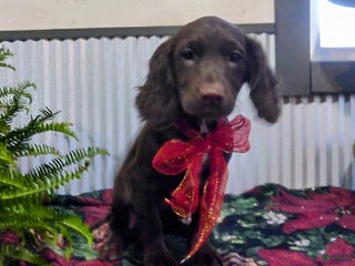 English Cocker Spaniel dogs - Ad 14