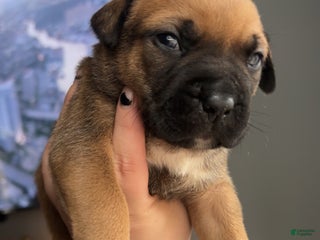 Mixed Breed dogs - Ad 21