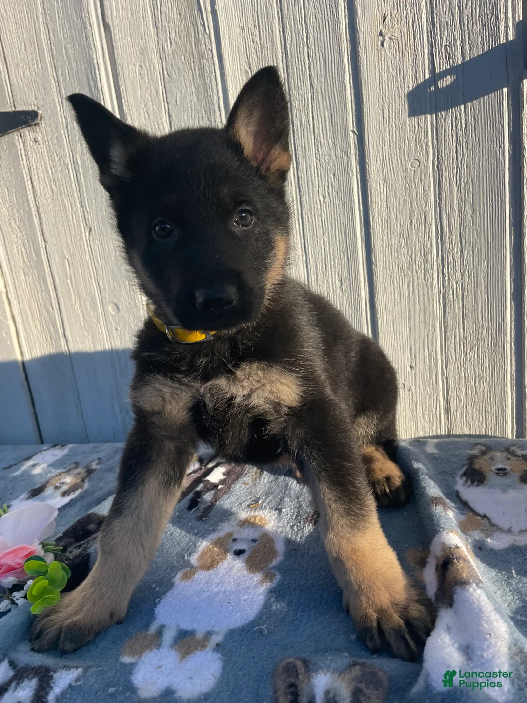 German Shepherd dogs for sale: Sarge - Ad 1