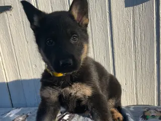 German Shepherd dogs Sarge - Ad 10