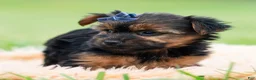 Yorkshire Terrier dogs for sale: Bugatti - Ad 5