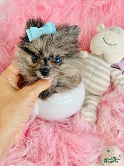Pomeranian dogs Pomeranian 1 - Ad 1