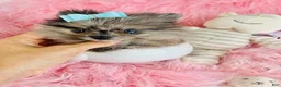 Pomeranian dogs for sale: Pomeranian 1 - Ad 1