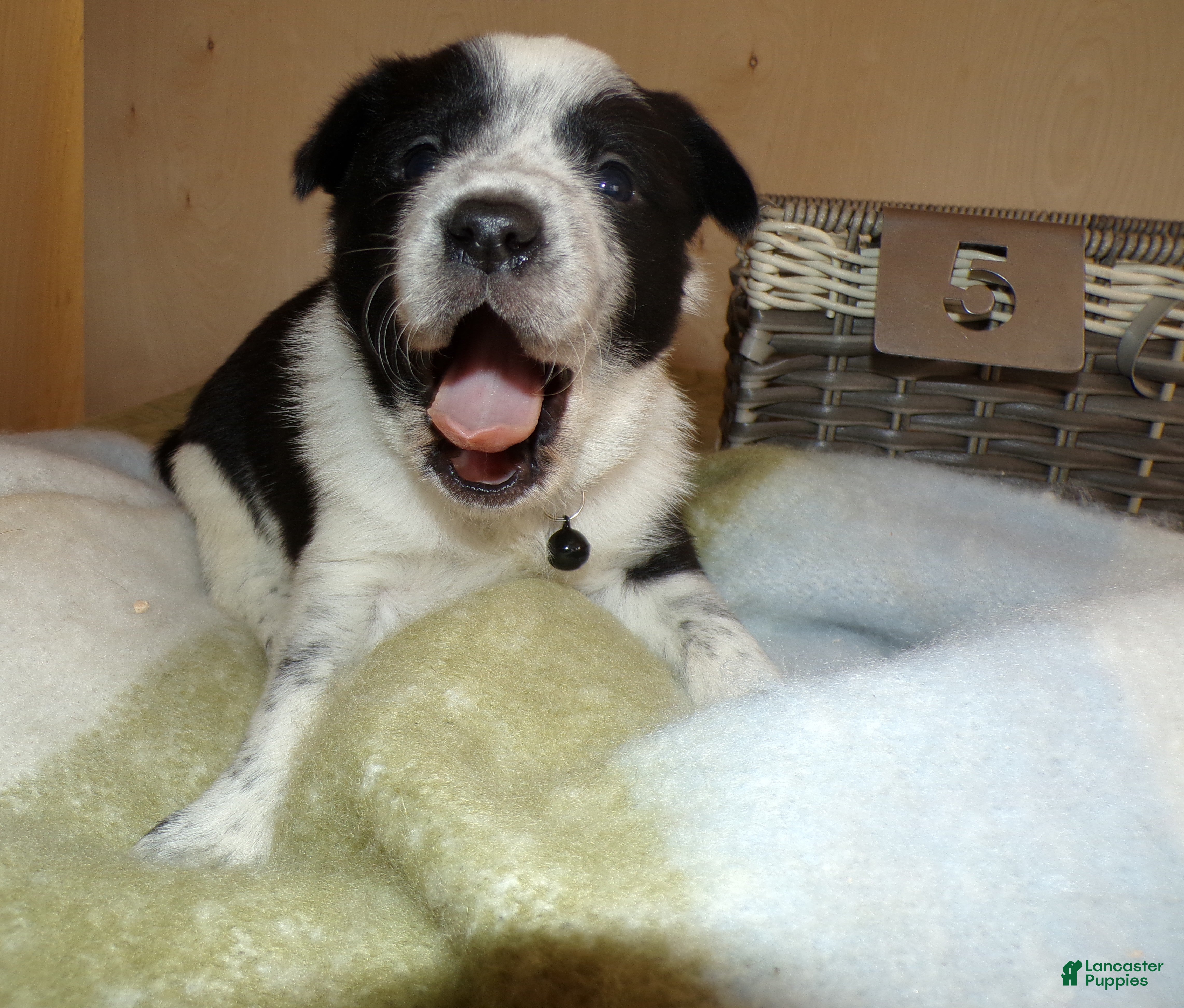 Border Collie dogs Border Collie Puppy 5 Joey - Ad 14